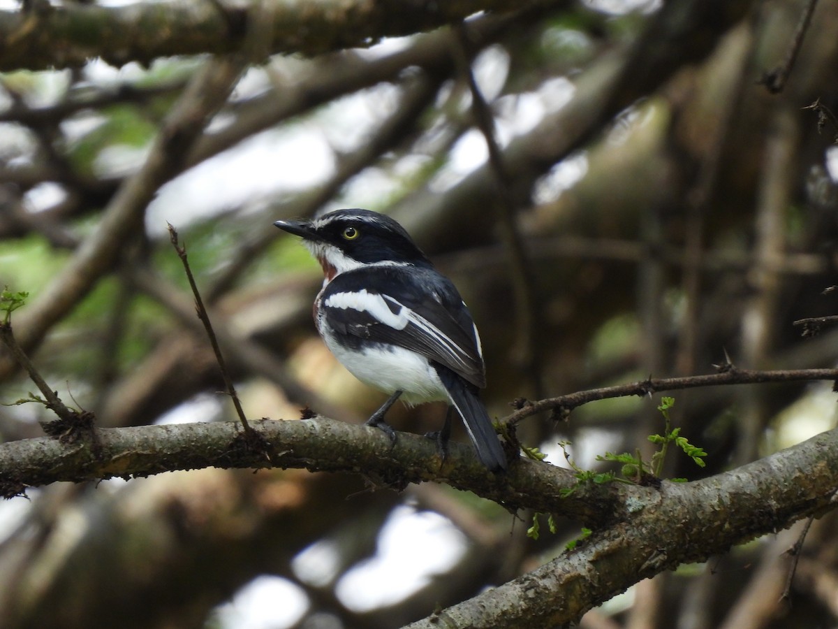 Chinspot Batis - Adrián Colino Barea