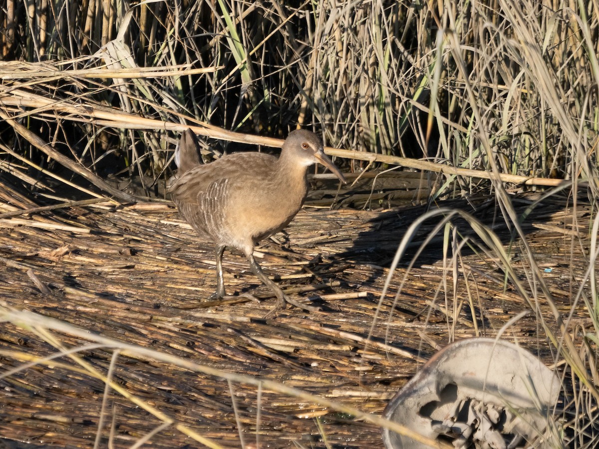 Clapper Rail - ML624799208