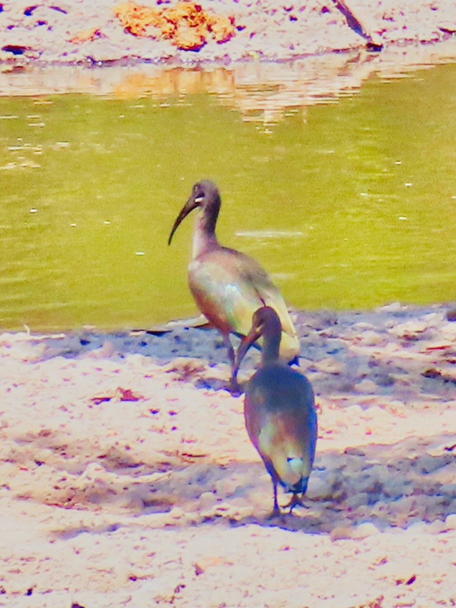 Hadada Ibis - ML624799456