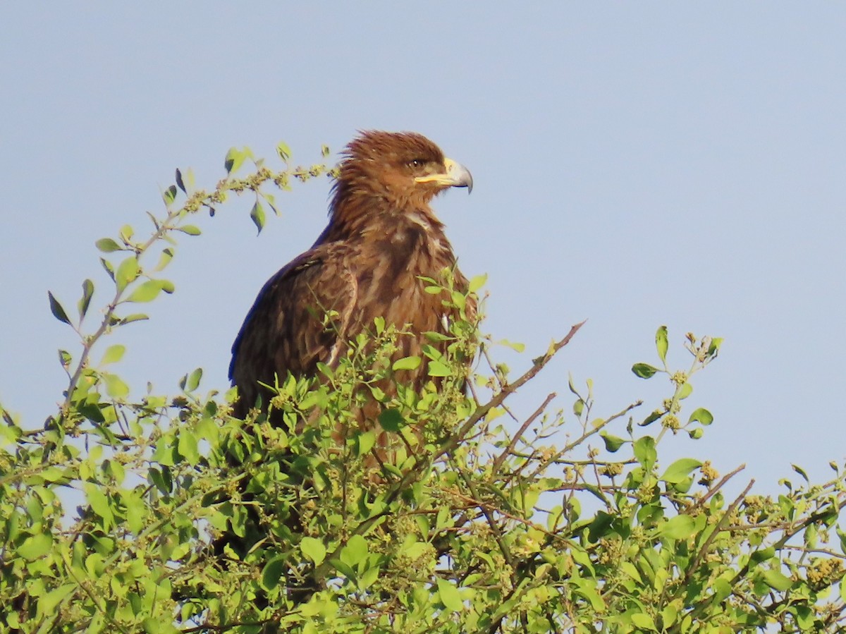 Brown Snake-Eagle - ML624799469