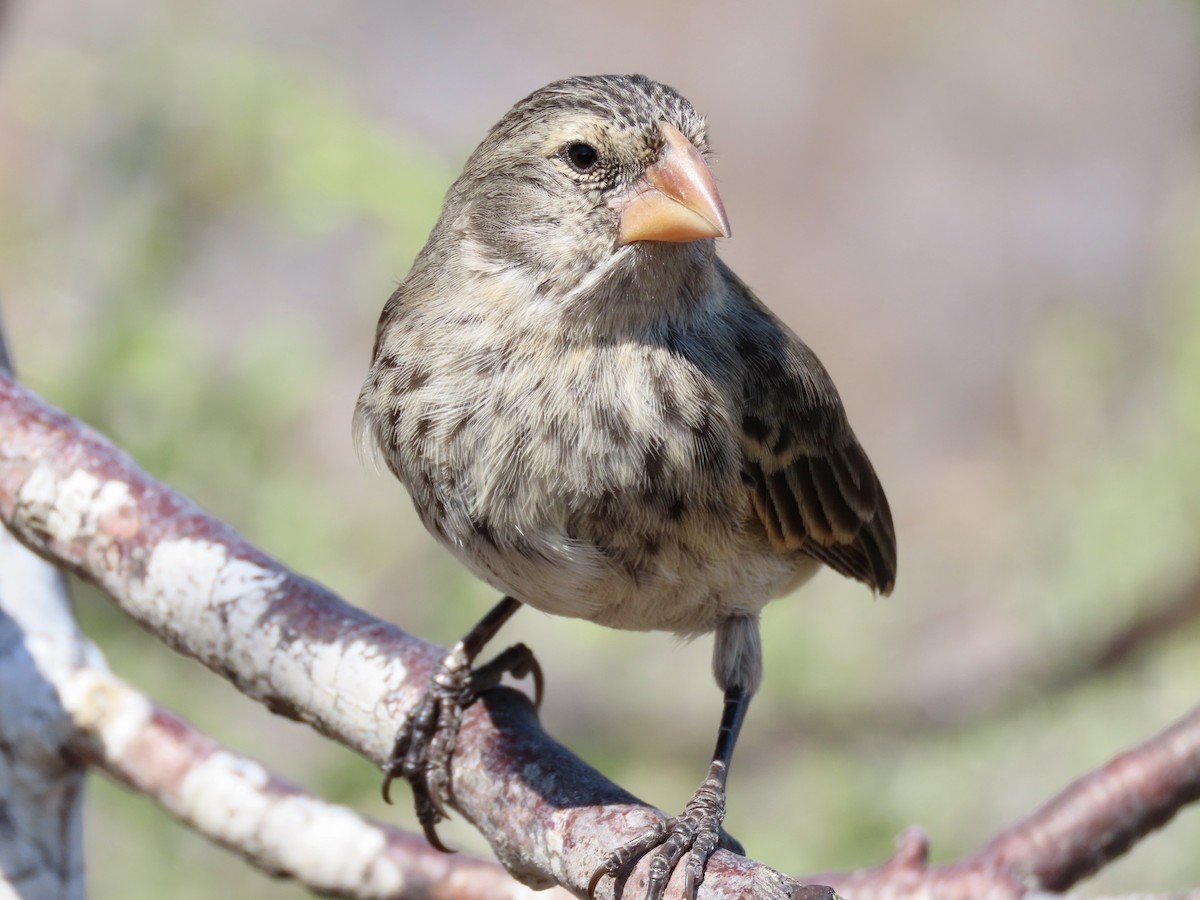 Medium Ground-Finch - ML624799490