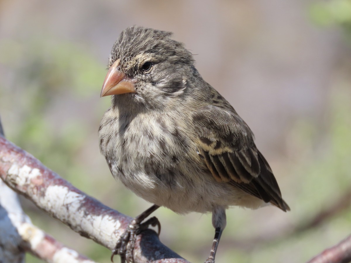 Medium Ground-Finch - ML624799496