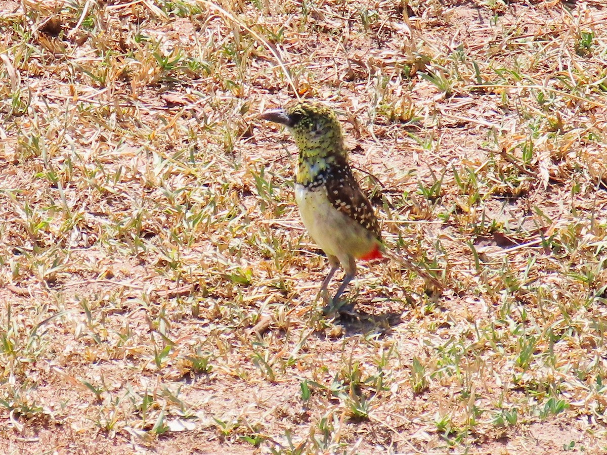 D'Arnaud's Barbet - ML624799504