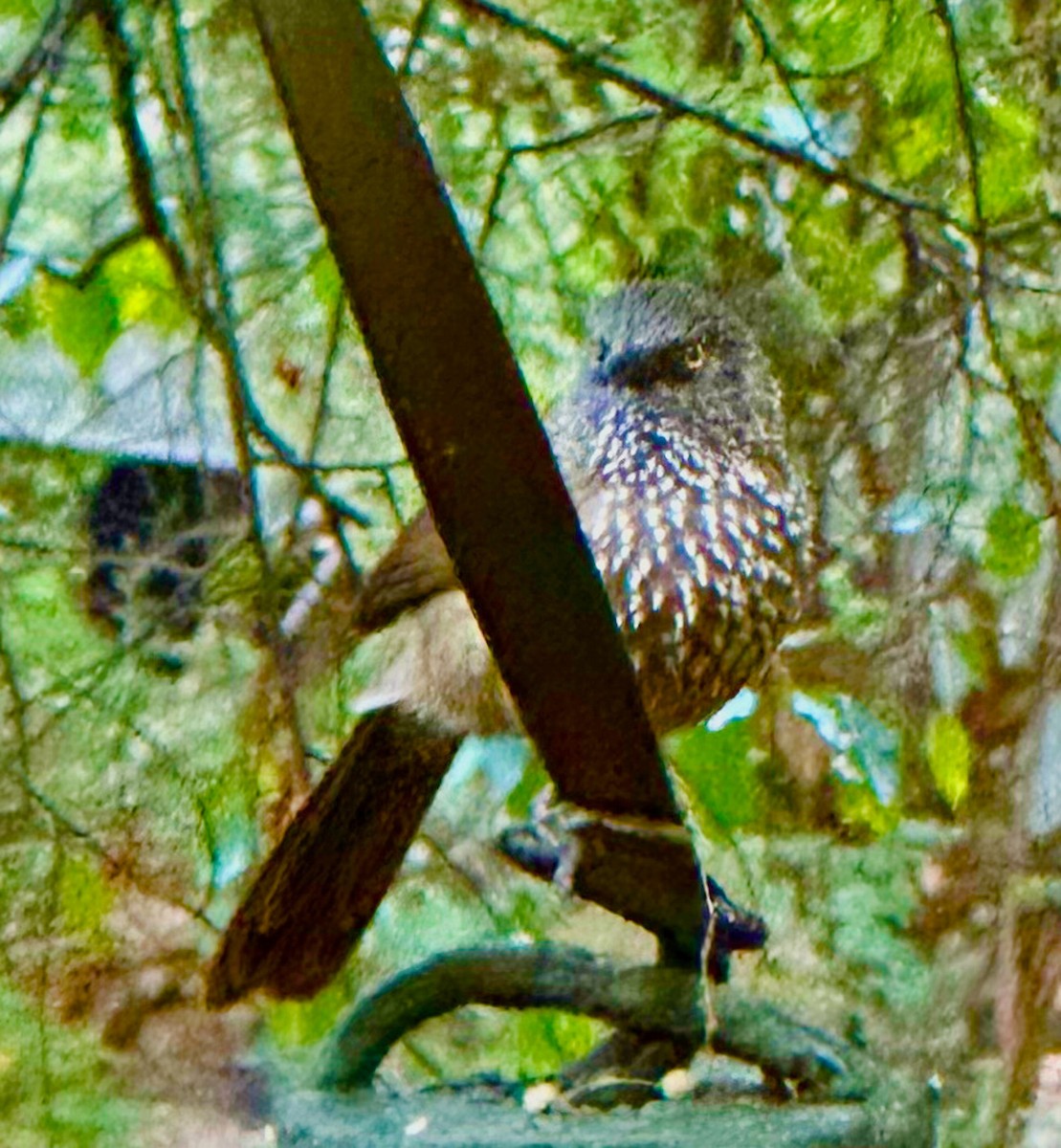 Arrow-marked Babbler - ML624799518