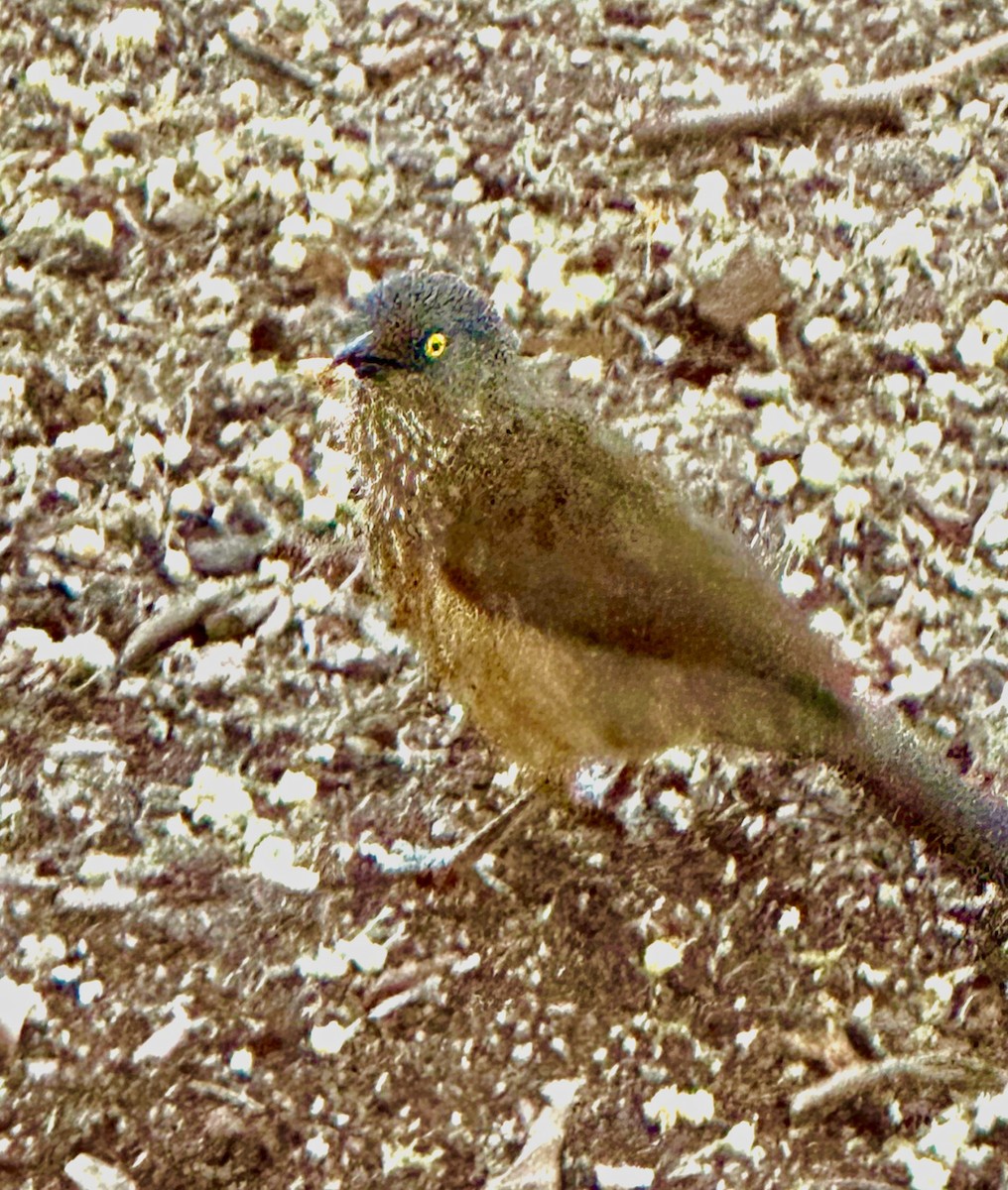 Arrow-marked Babbler - ML624799519