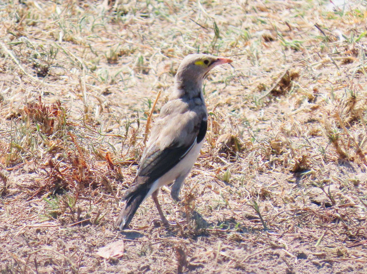 Wattled Starling - ML624799571