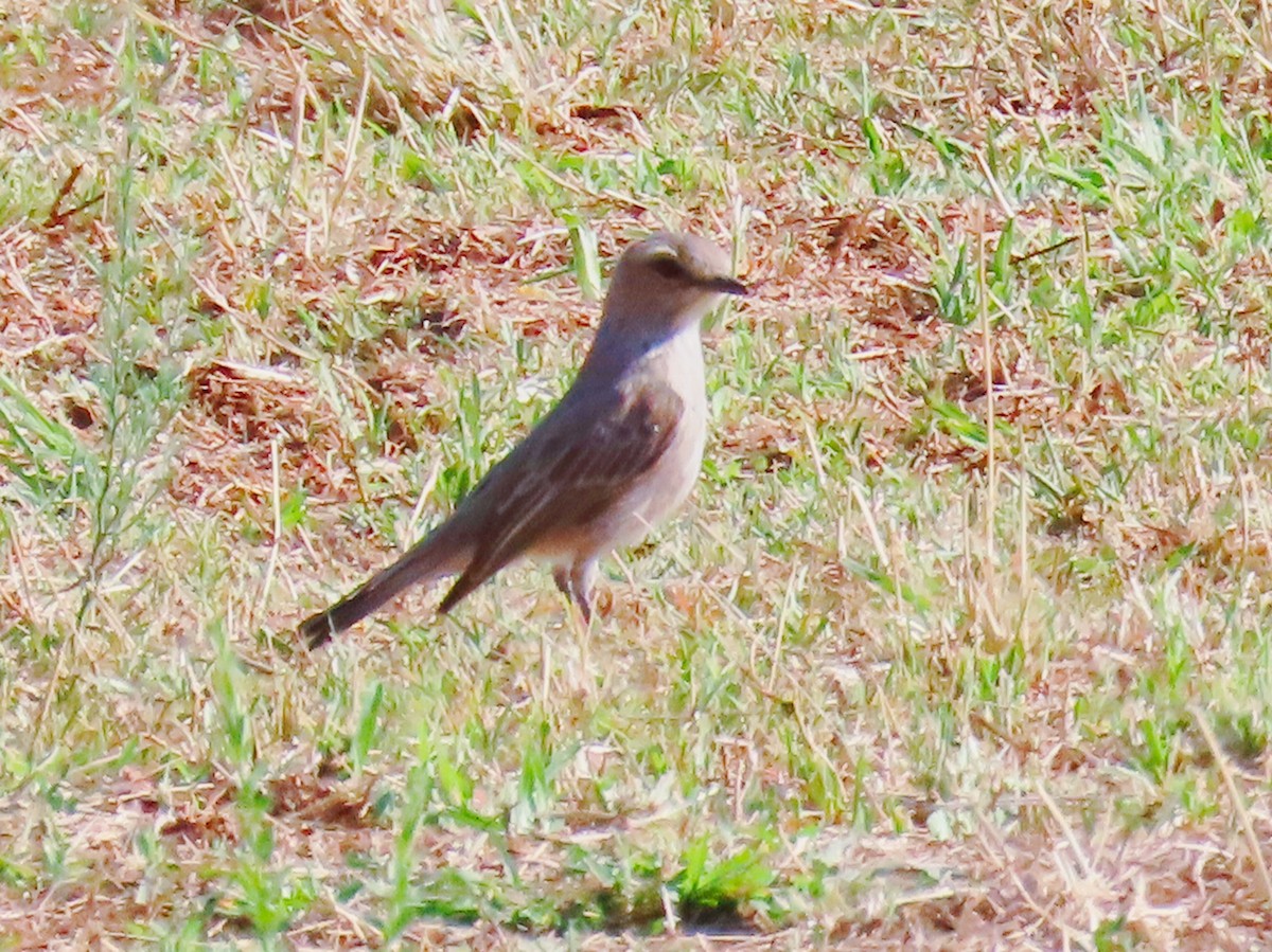 African Gray Flycatcher - ML624799595
