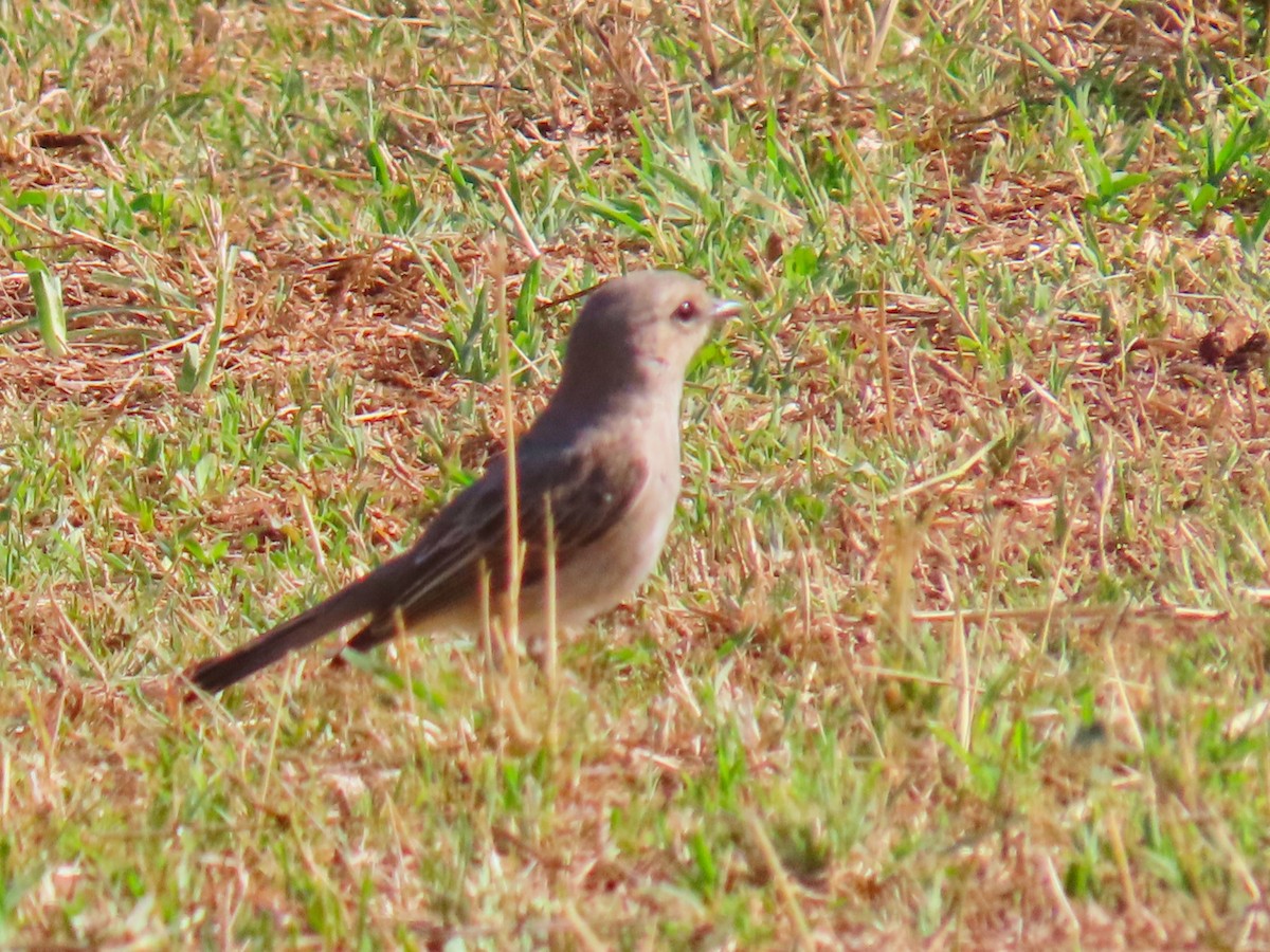 African Gray Flycatcher - ML624799596