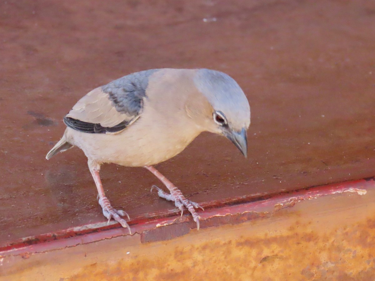 Gray-capped Social-Weaver - ML624799648