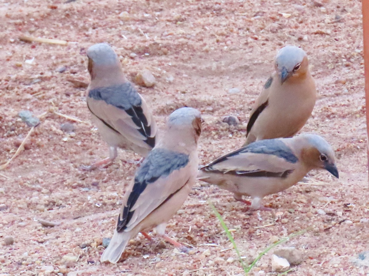 Gray-capped Social-Weaver - ML624799662