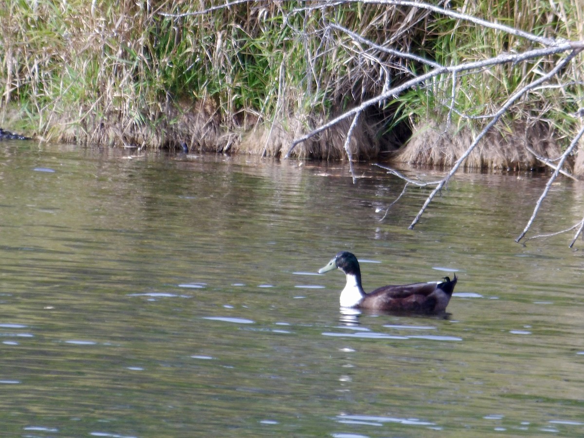 Mallard (Domestic type) - ML624799727