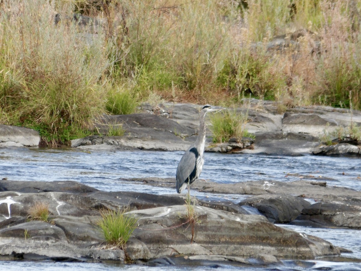 Great Blue Heron - ML624799735