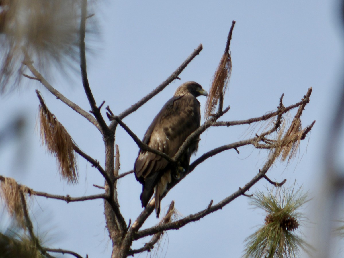 Golden Eagle - ML624799738