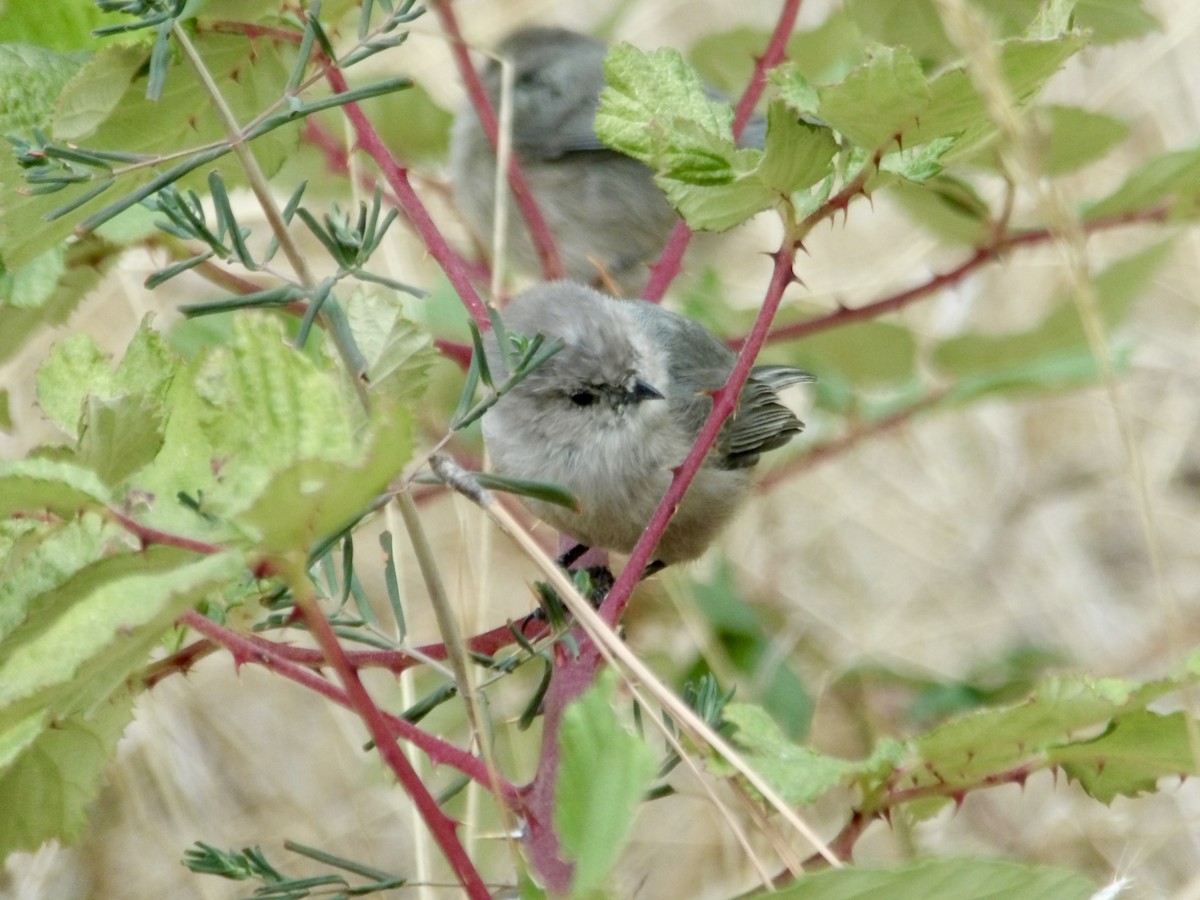 Bushtit - ML624799754