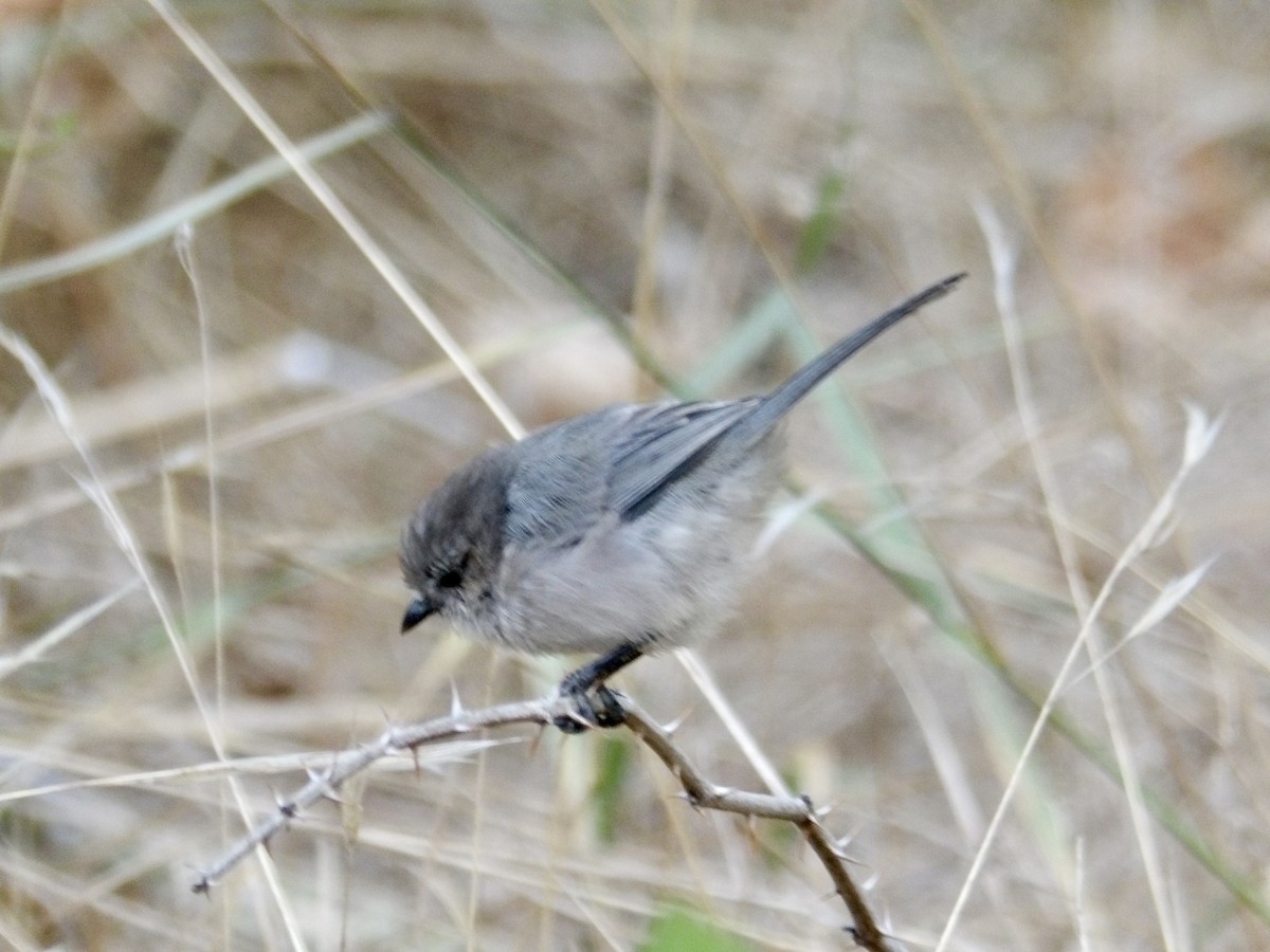 Bushtit - ML624799755