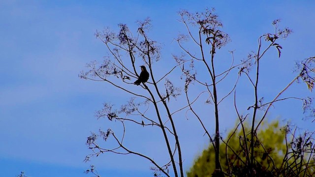 California Thrasher - ML624799767