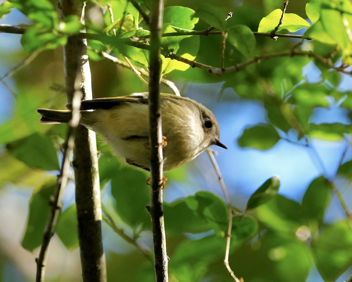 Ruby-crowned Kinglet - ML624800135