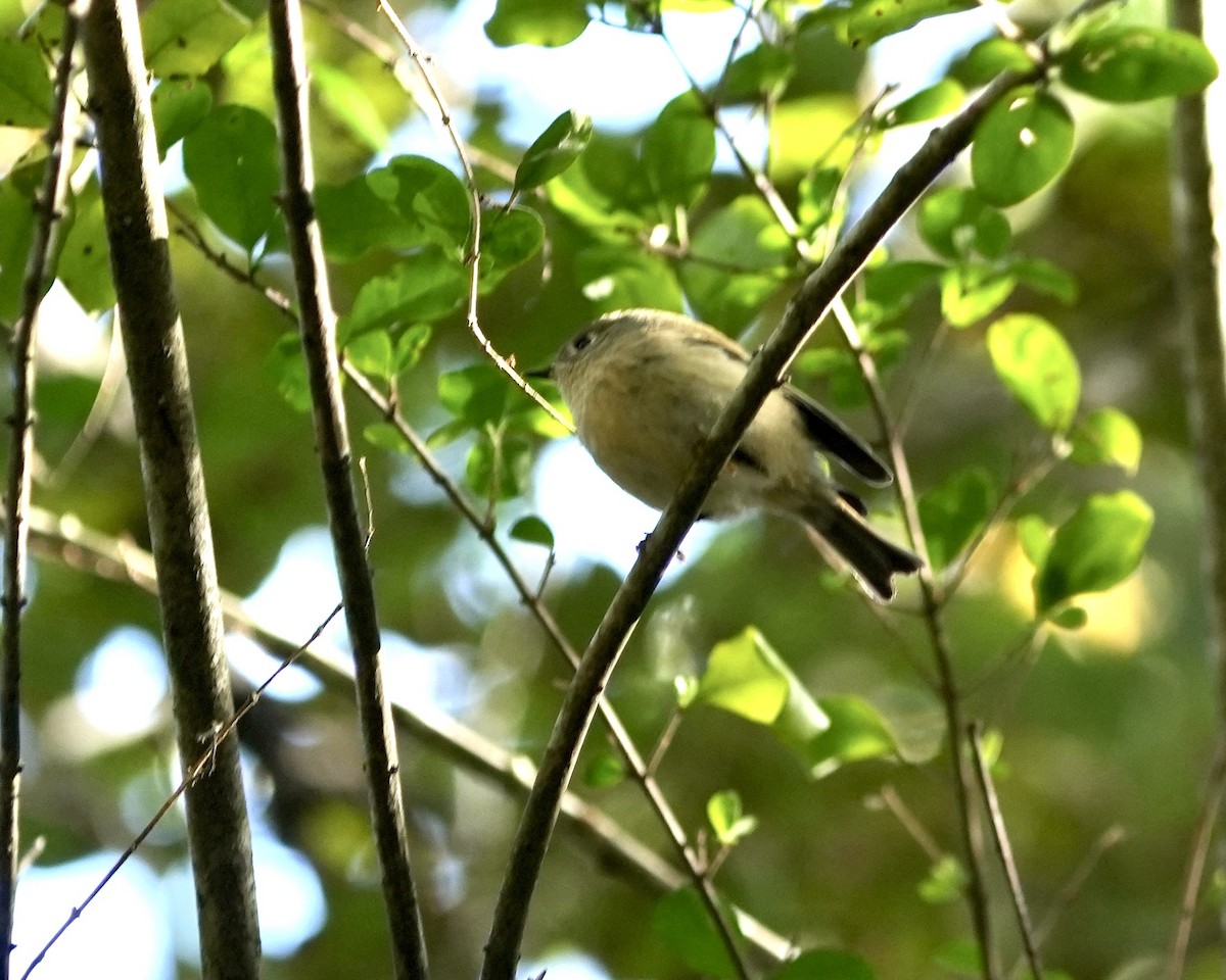 Ruby-crowned Kinglet - ML624800136