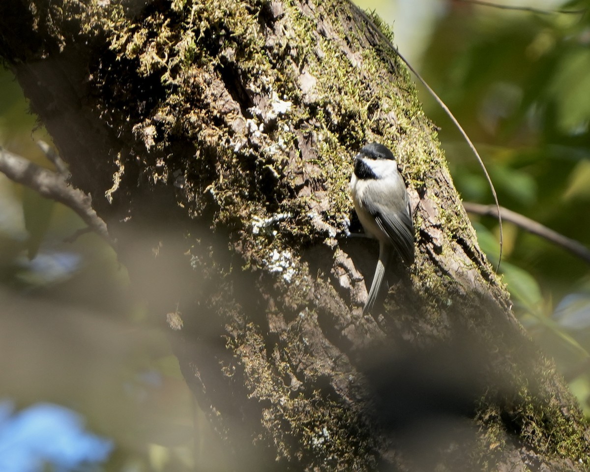Carolina Chickadee - ML624800167