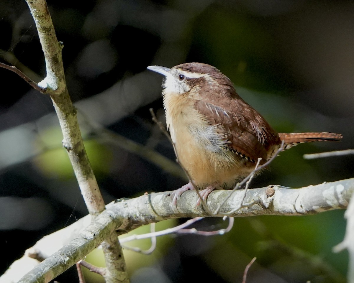 Carolina Wren - ML624800175