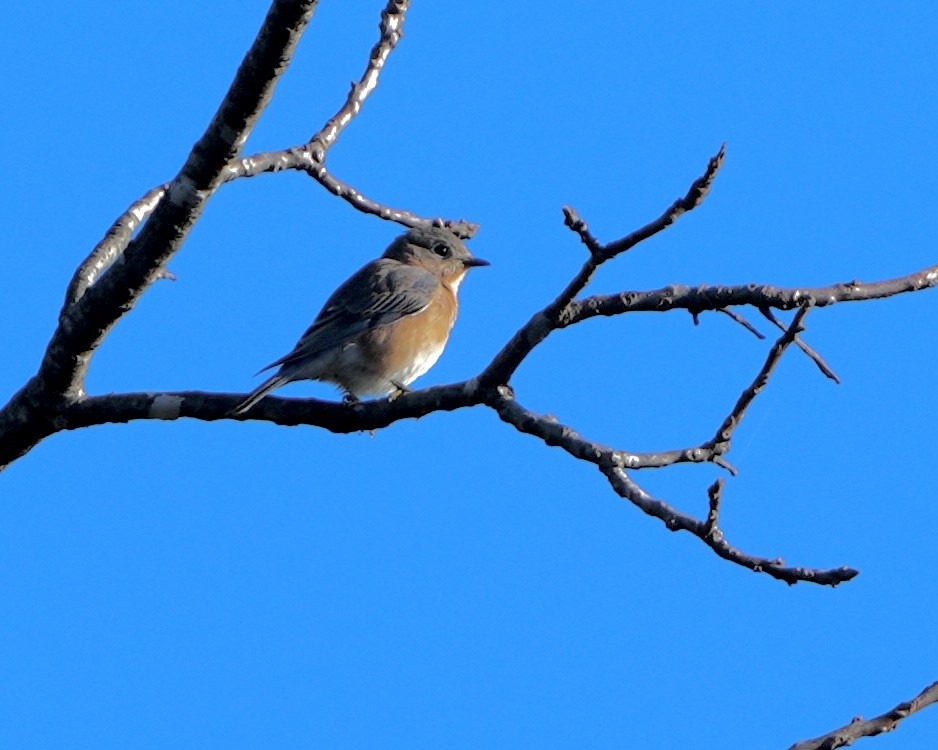 Eastern Bluebird - ML624800177