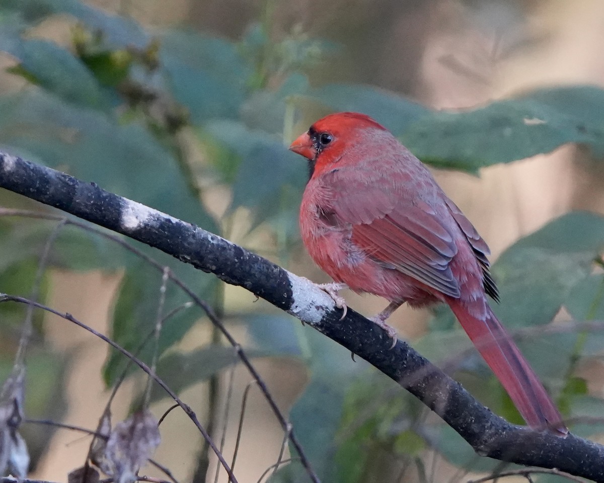 Northern Cardinal - ML624800185