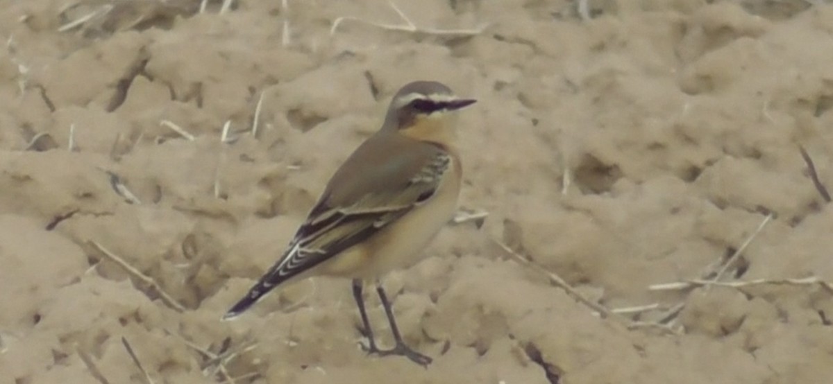 ハシグロヒタキ - ML624800294