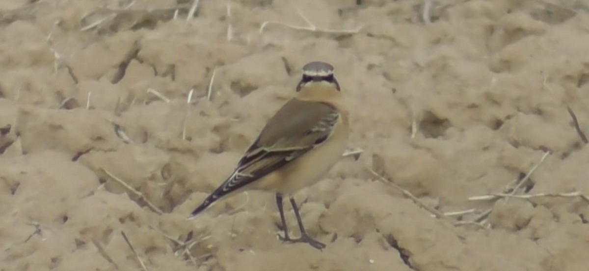 ハシグロヒタキ - ML624800295