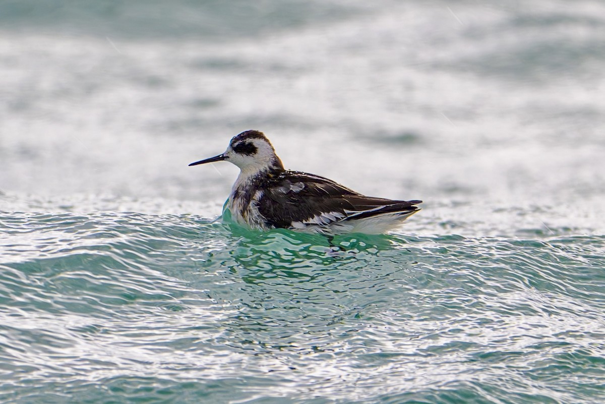 Red-necked Phalarope - ML624800586