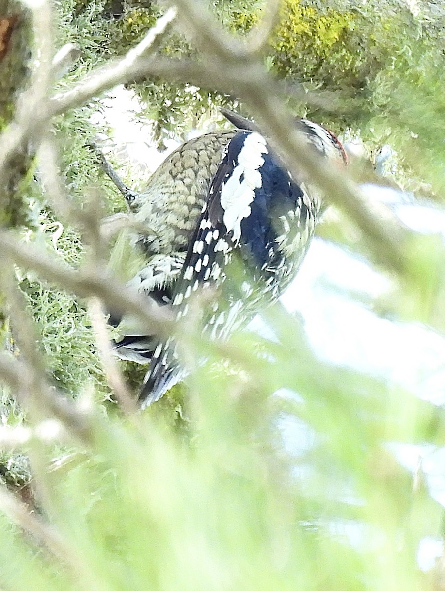 Red-naped Sapsucker - ML624800601