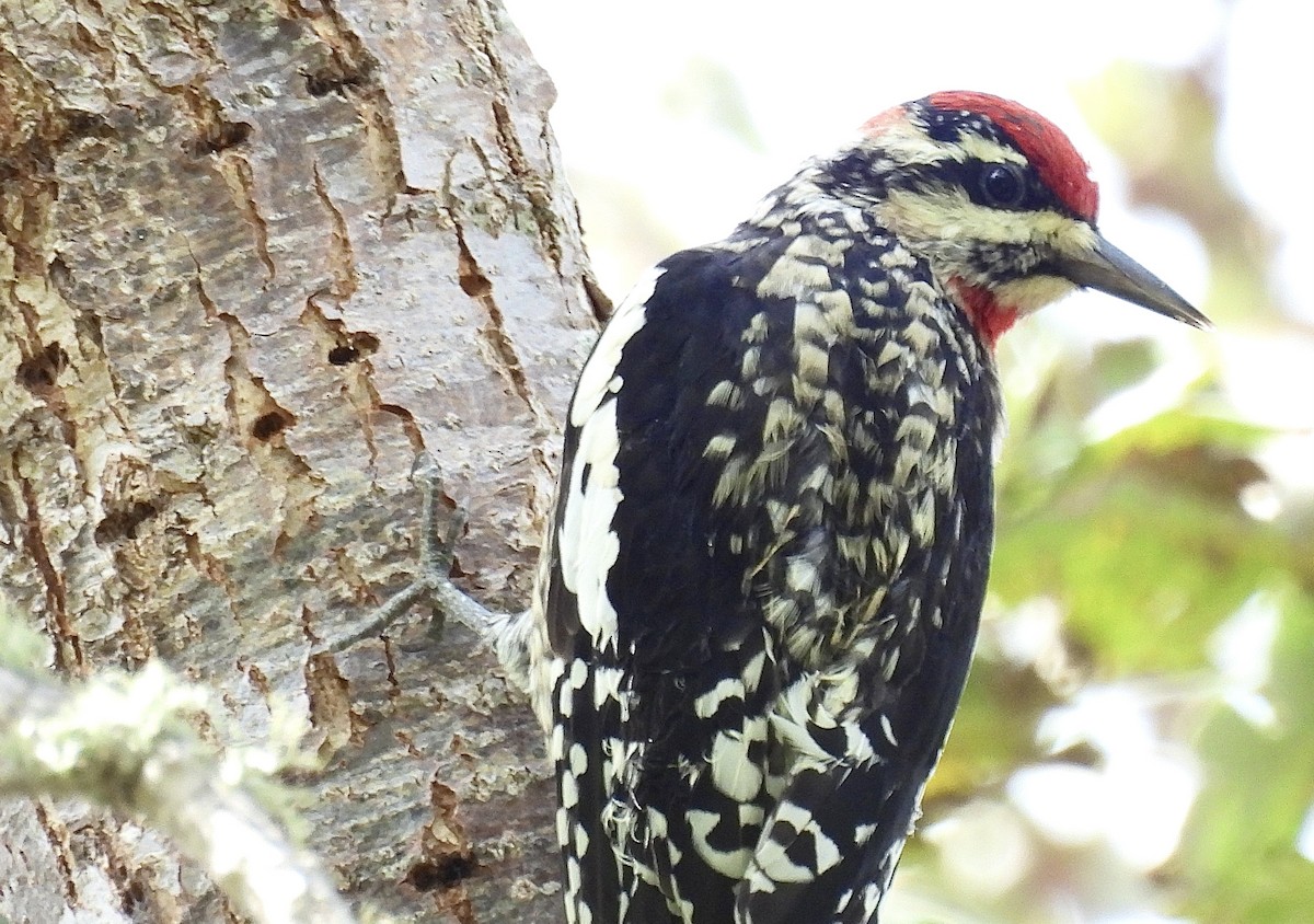 Red-naped Sapsucker - ML624800602