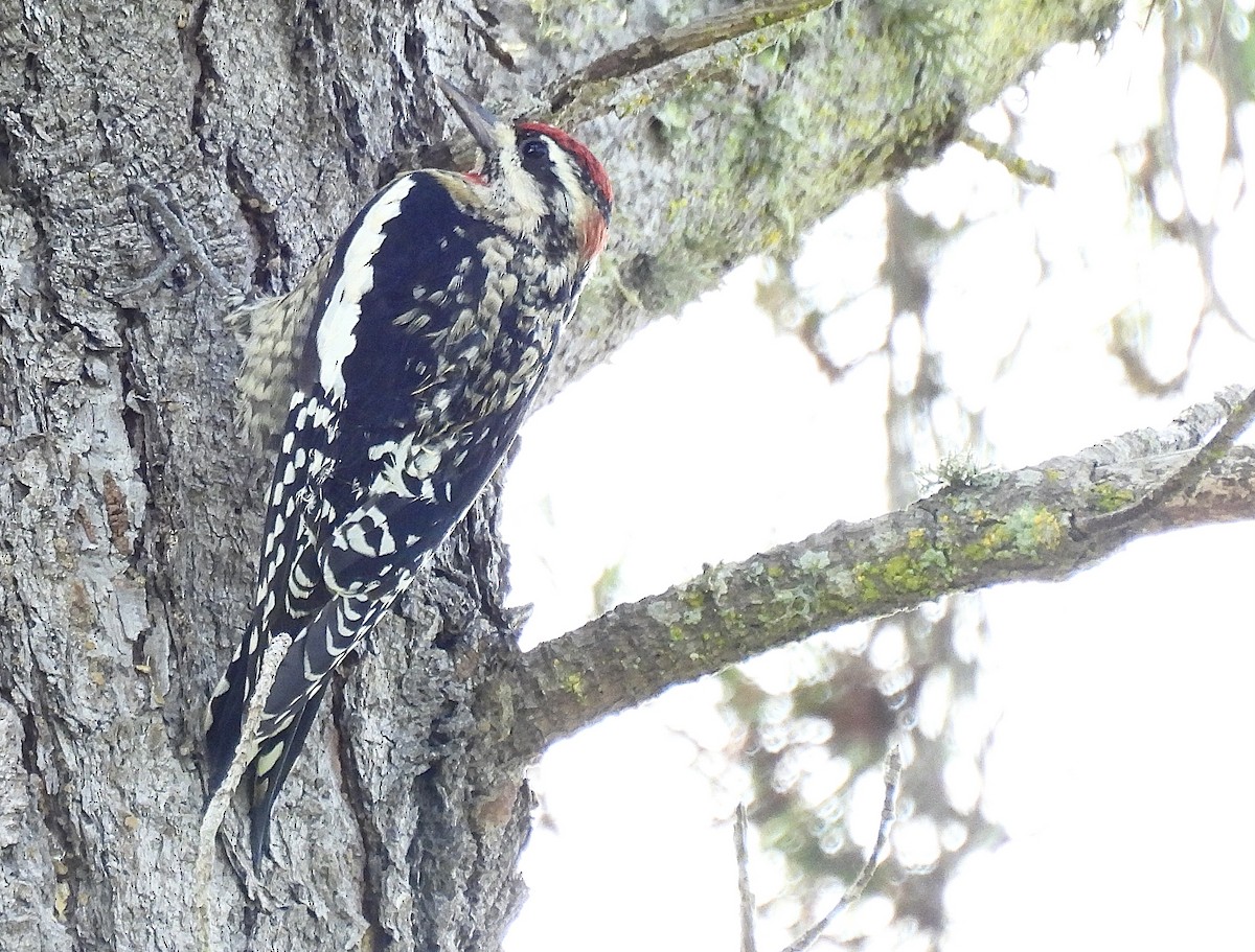 Red-naped Sapsucker - ML624800603