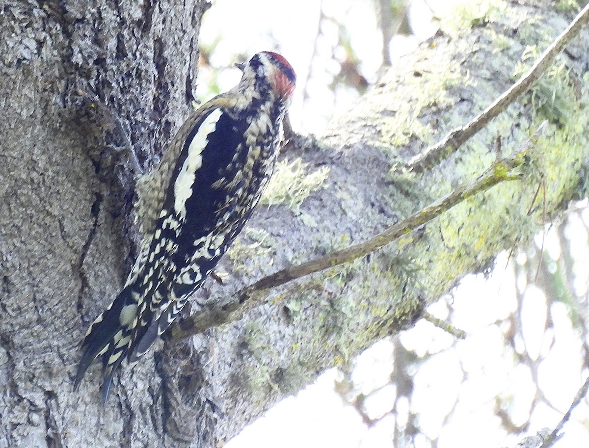 Red-naped Sapsucker - ML624800604