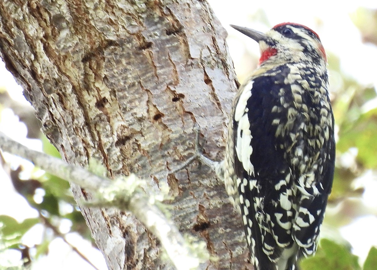 Red-naped Sapsucker - ML624800605