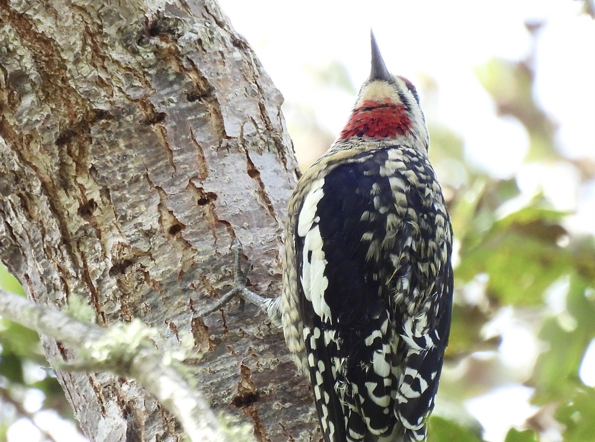 Red-naped Sapsucker - ML624800606