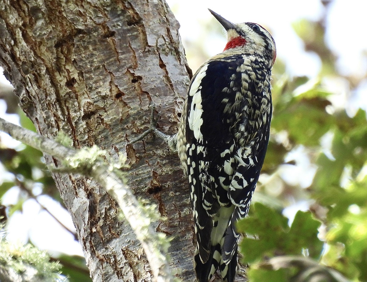 Red-naped Sapsucker - ML624800607