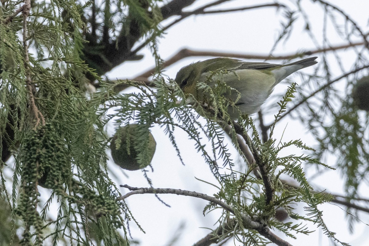 lesňáček olivový - ML624800806