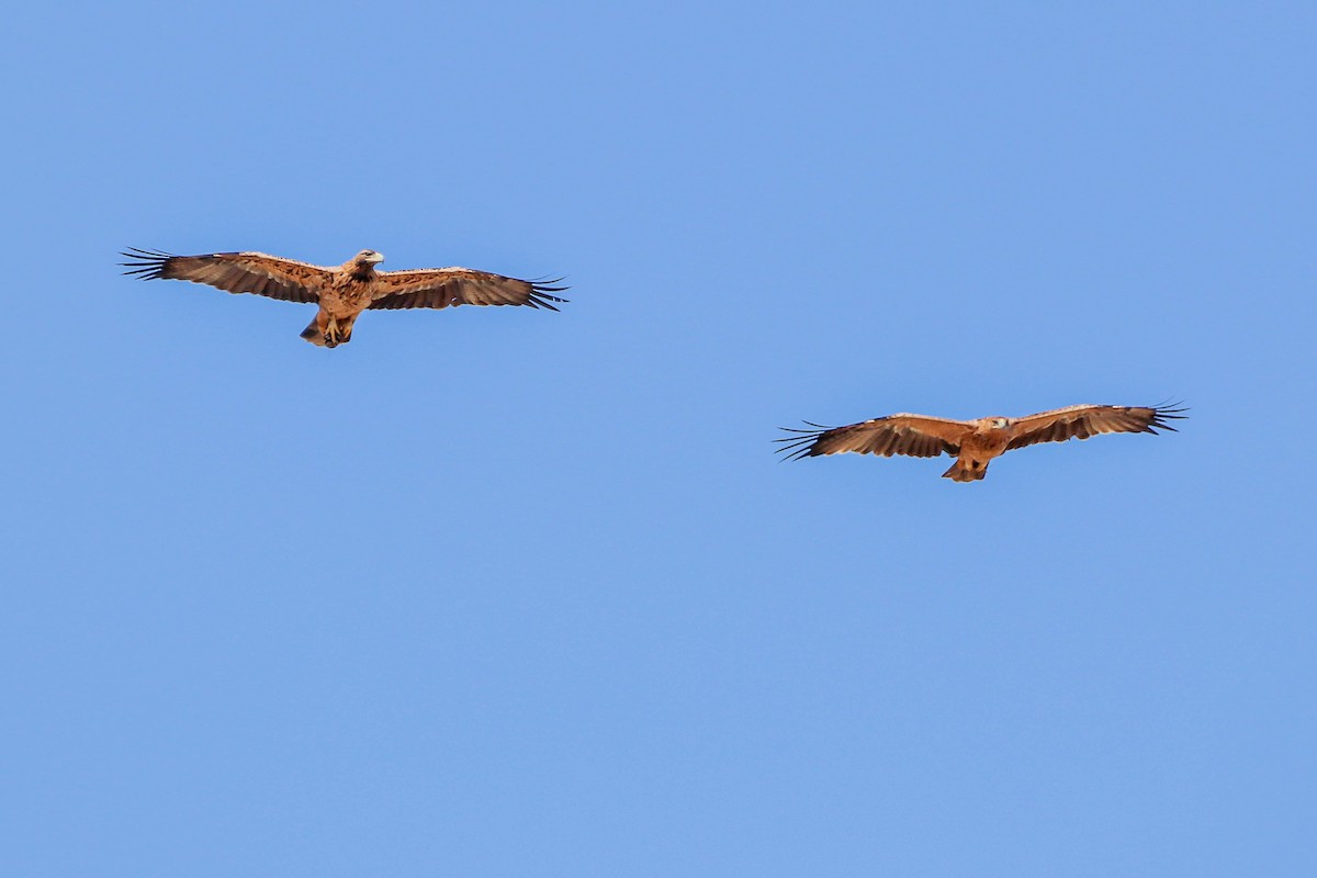 Águila Imperial Ibérica - ML624800821