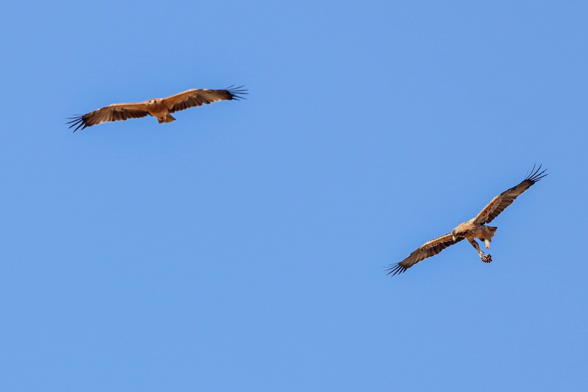 Águila Imperial Ibérica - ML624800822