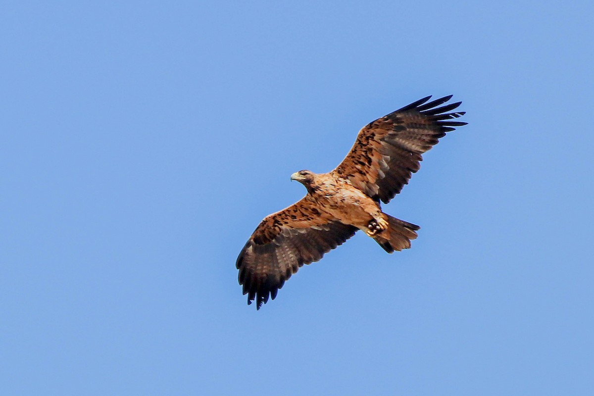 Águila Imperial Ibérica - ML624800823