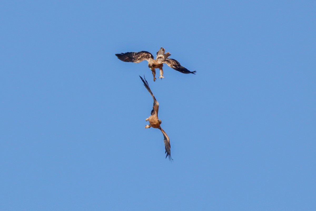 Águila Imperial Ibérica - ML624800825