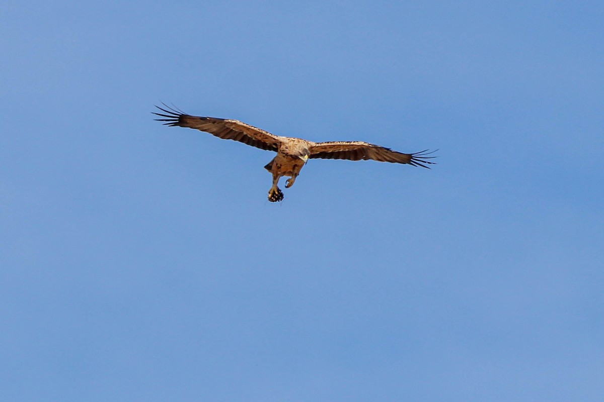 Águila Imperial Ibérica - ML624800826