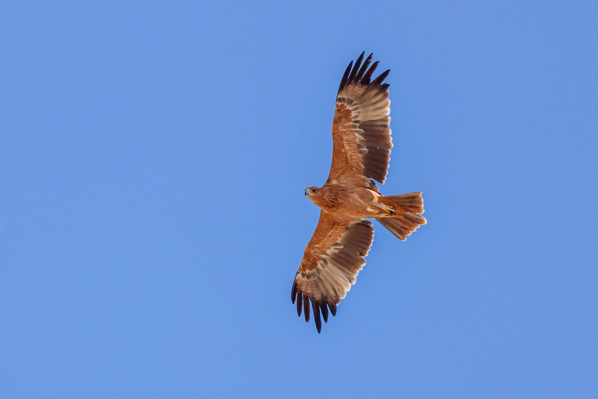 Águila Imperial Ibérica - ML624800827