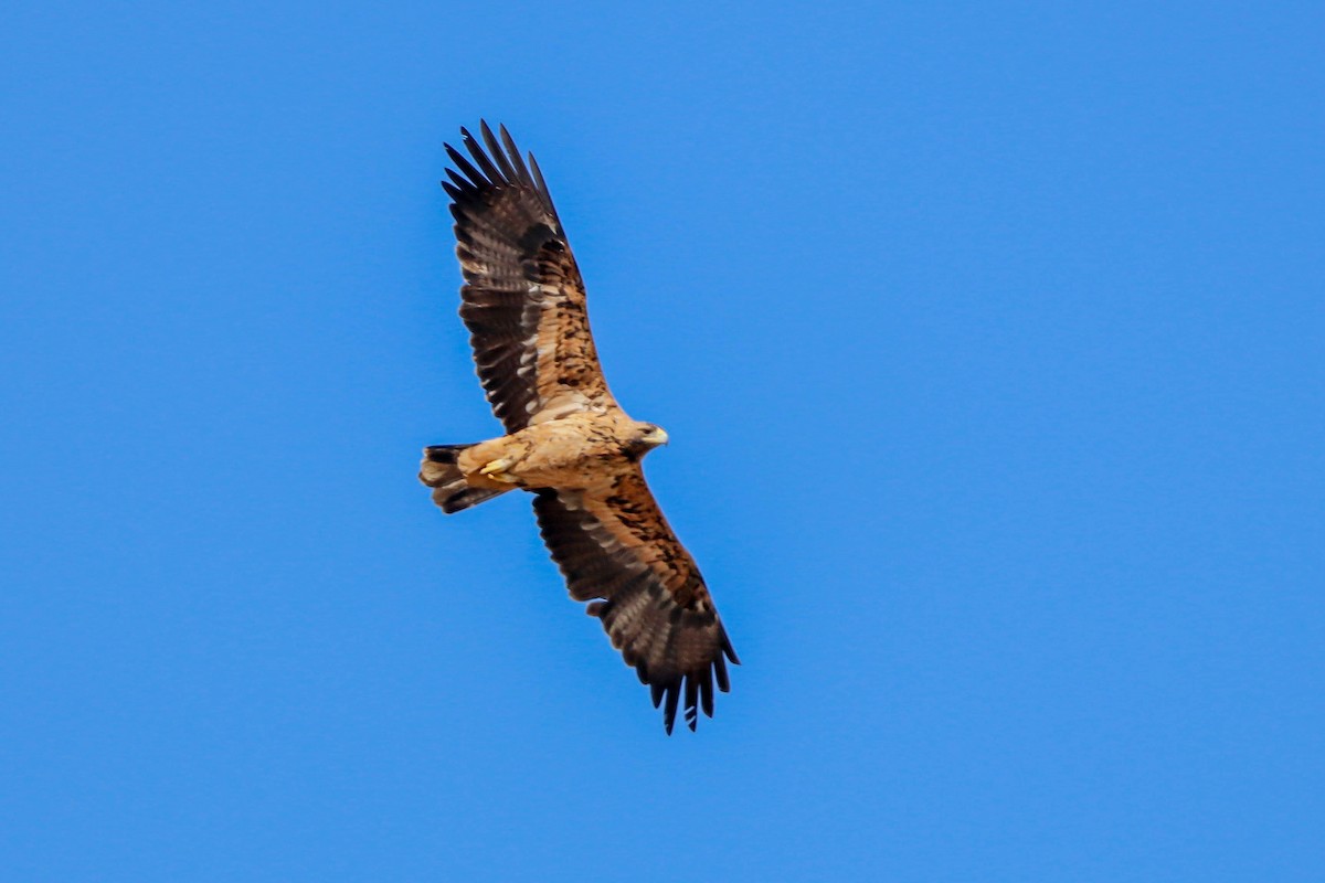 Águila Imperial Ibérica - ML624800828