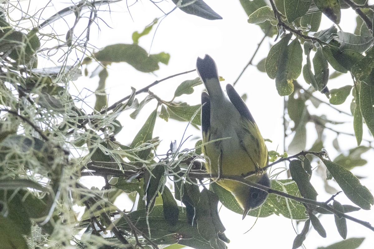Magnolia Warbler - ML624800856