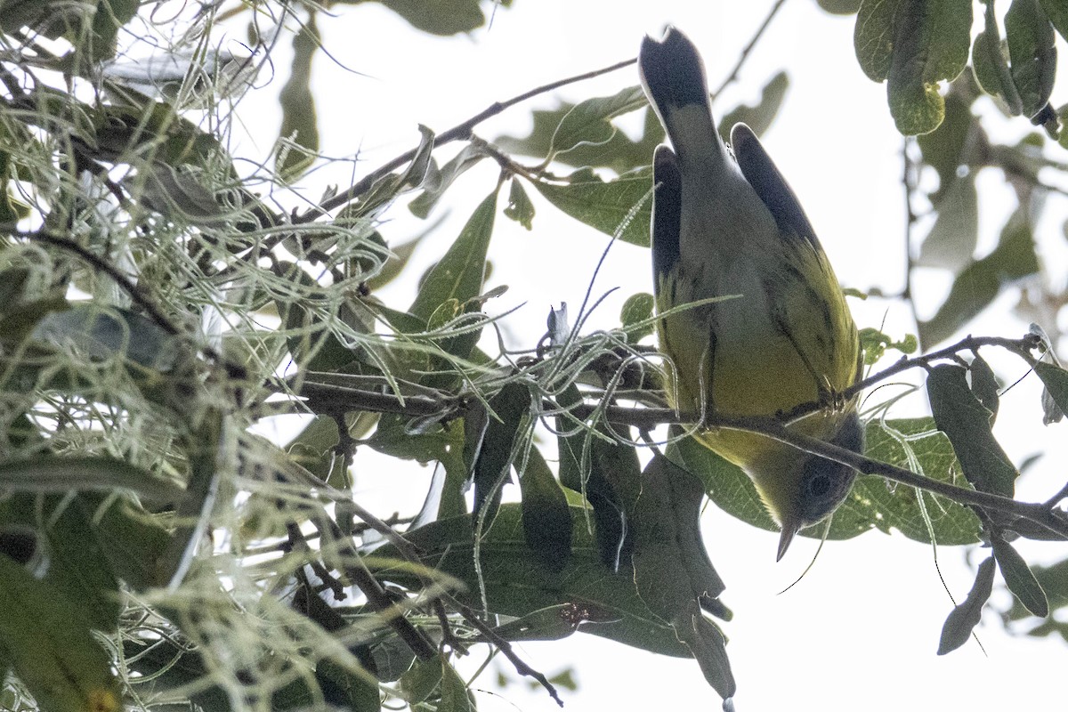 Magnolia Warbler - ML624800876