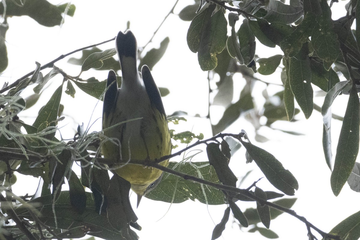 Magnolia Warbler - ML624800879