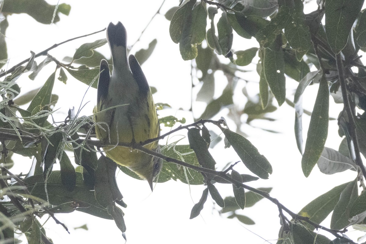 Magnolia Warbler - ML624800882