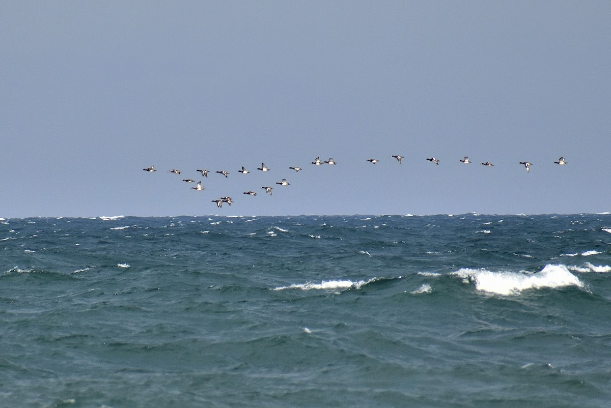 Amerika Elmabaşı - ML624801351