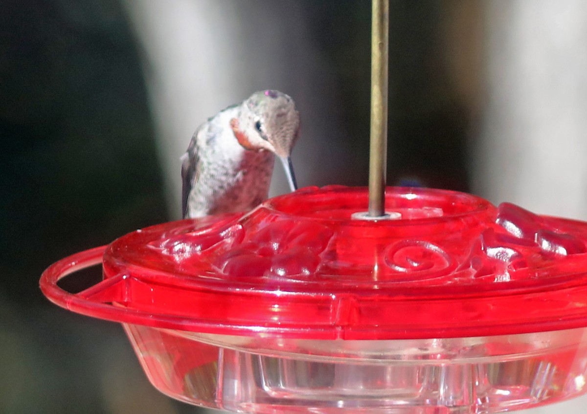 Anna's Hummingbird - ML624801419